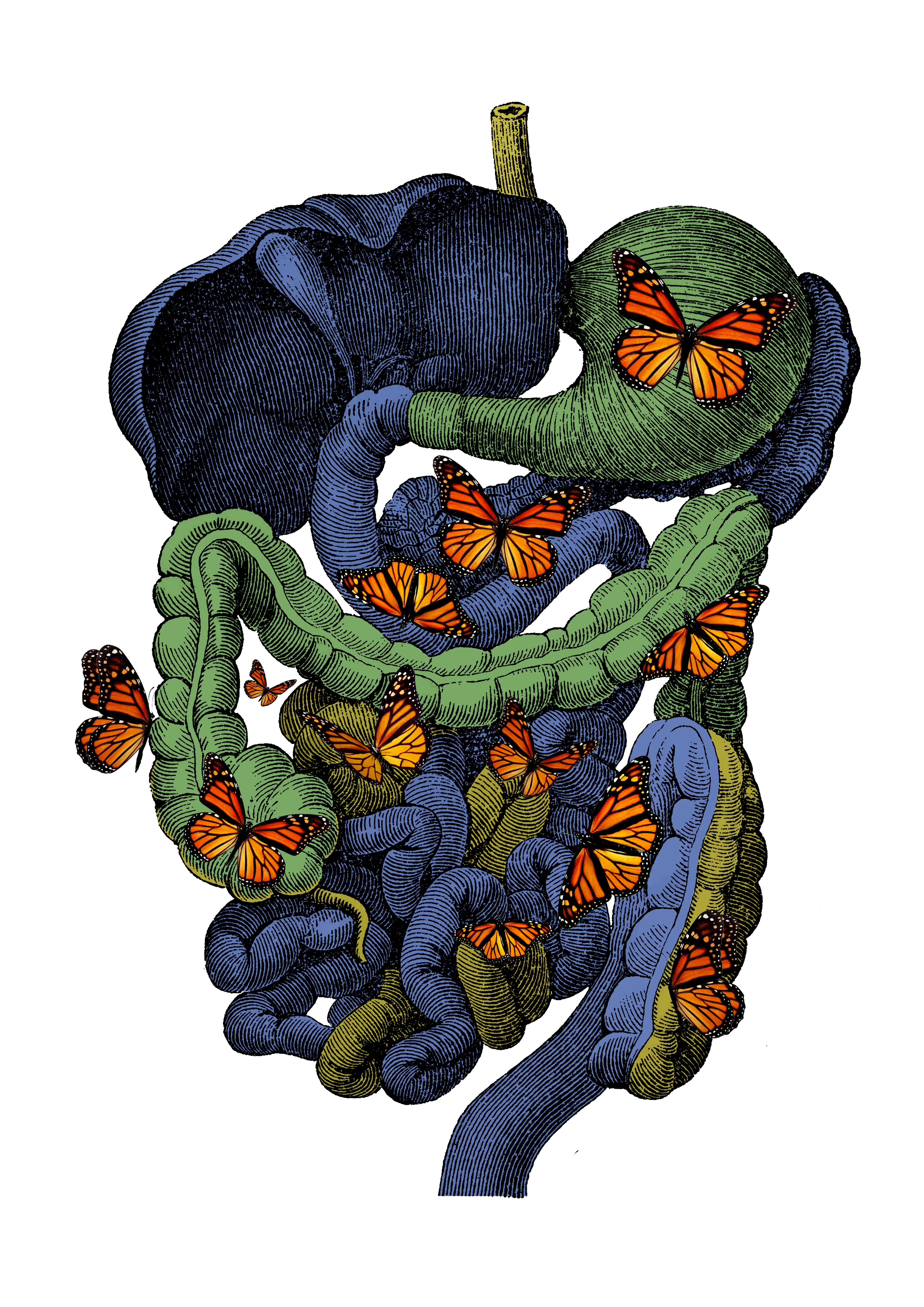 Butterfly Guts - Sticker