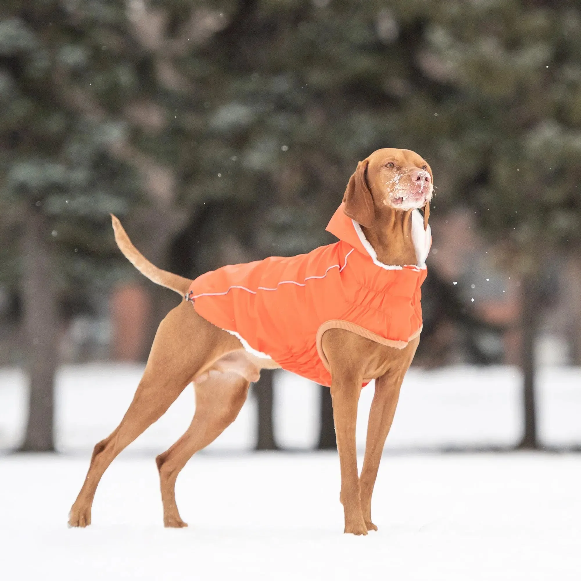 Insulated Dog Raincoat | Orange