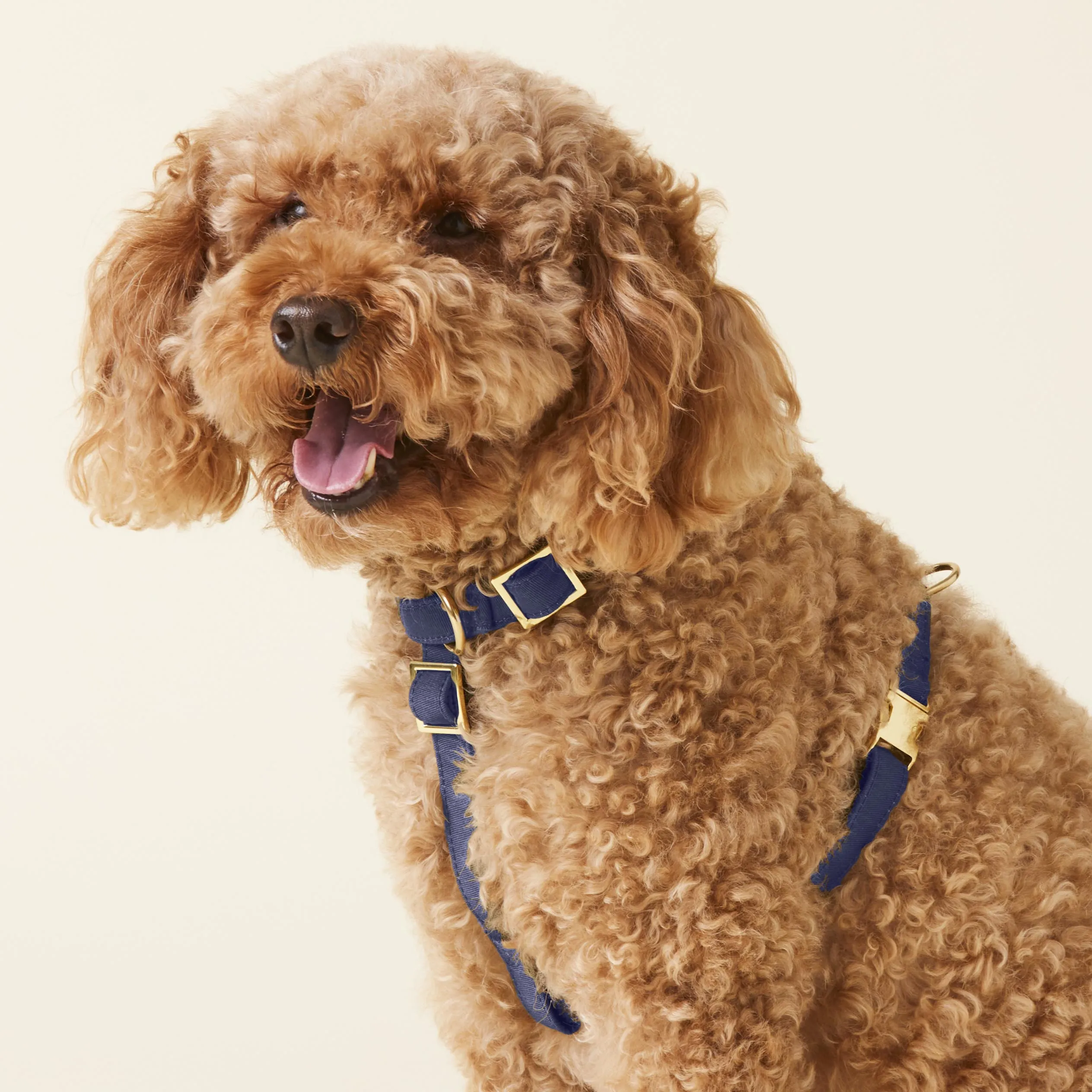 Ocean Dog Harness