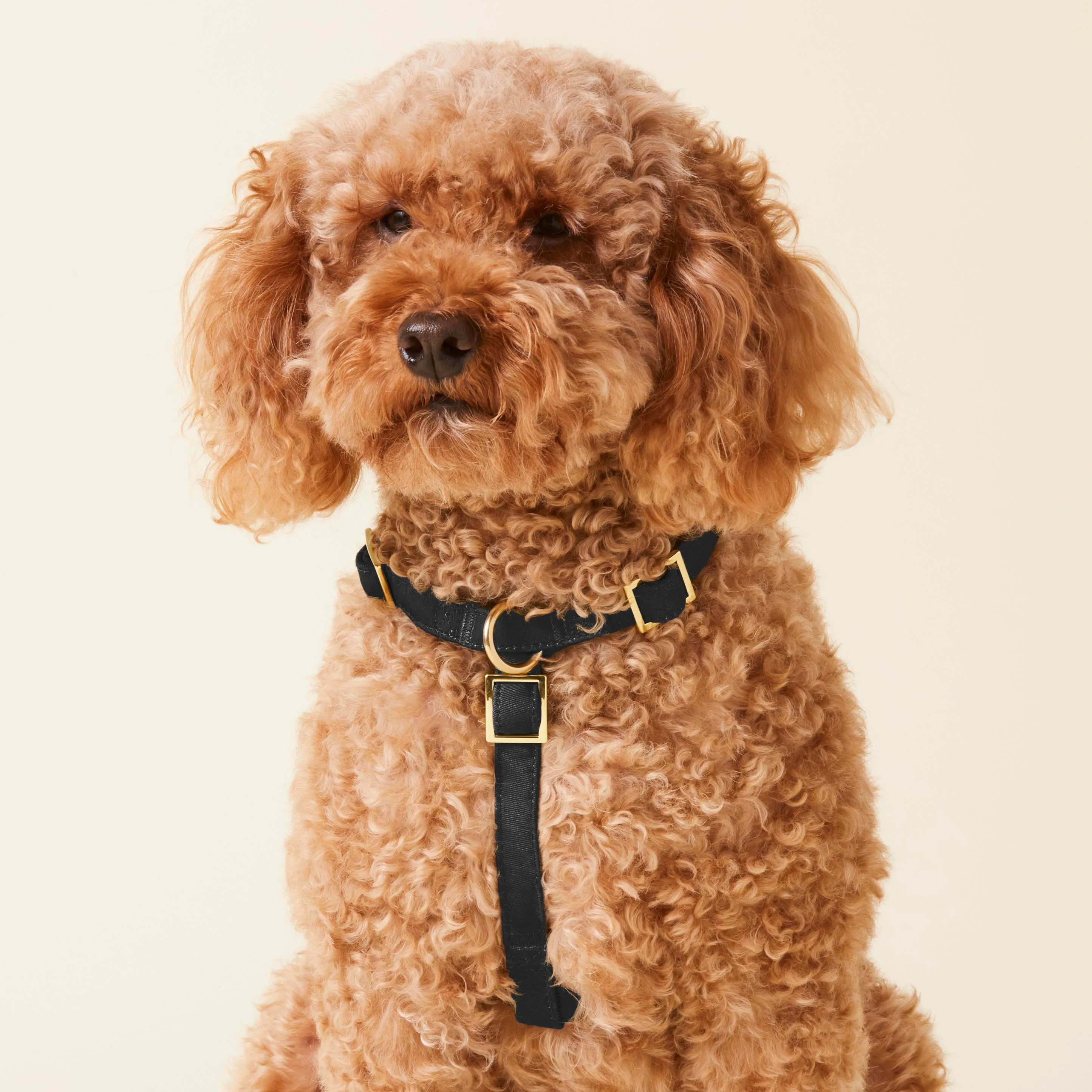 Onyx Dog Harness