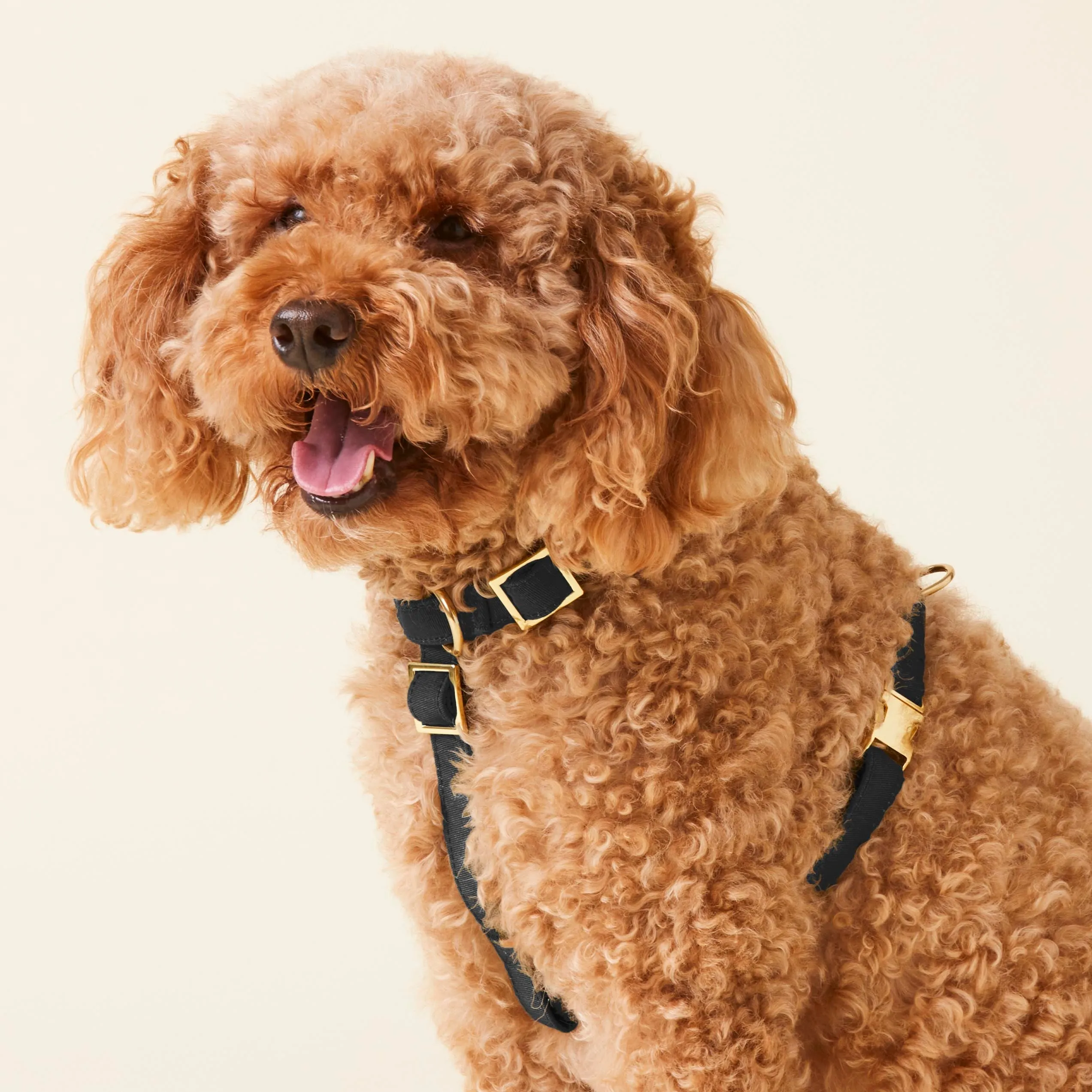 Onyx Dog Harness