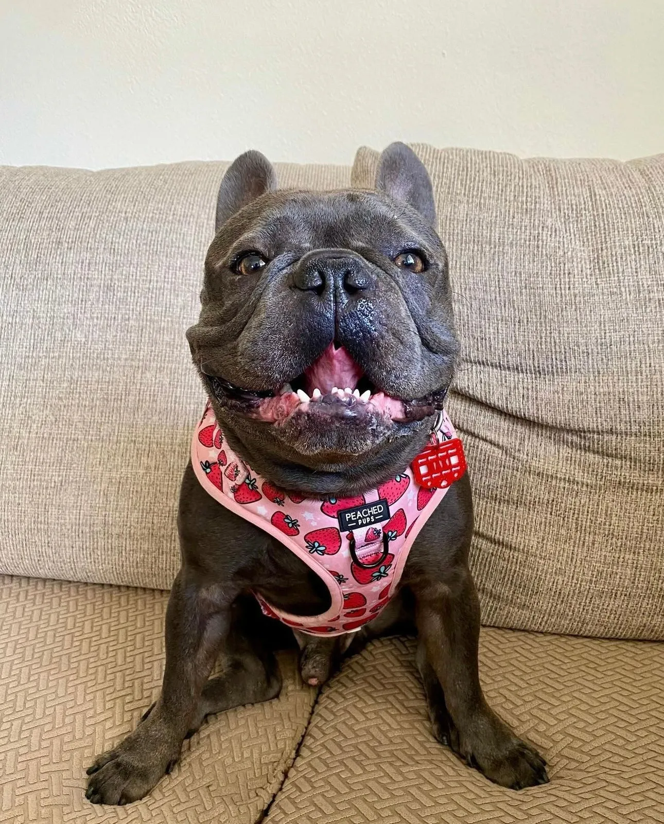 Strawberry Fields - Adjustable Dog Harness